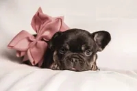 Dolly, a female French Bulldog for sale in Rushville, IN – 5 of 8