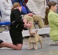 Dolly, a female French Bulldog for sale in Rushville, IN – 8 of 8