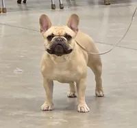Delilah, a female French Bulldog for sale in Rushville, IN – 7 of 8