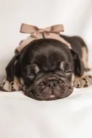 Dolly, a female French Bulldog for sale in Rushville, IN – 4 of 8