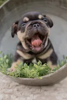 Cowboy, a male French Bulldog for sale in Rushville, IN – 2 of 8