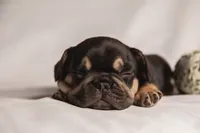 Cowboy, a male French Bulldog for sale in Rushville, IN – 5 of 8