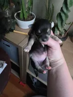 Onyx, a female Chihuahua for sale in Dallastown, PA – 2 of 4