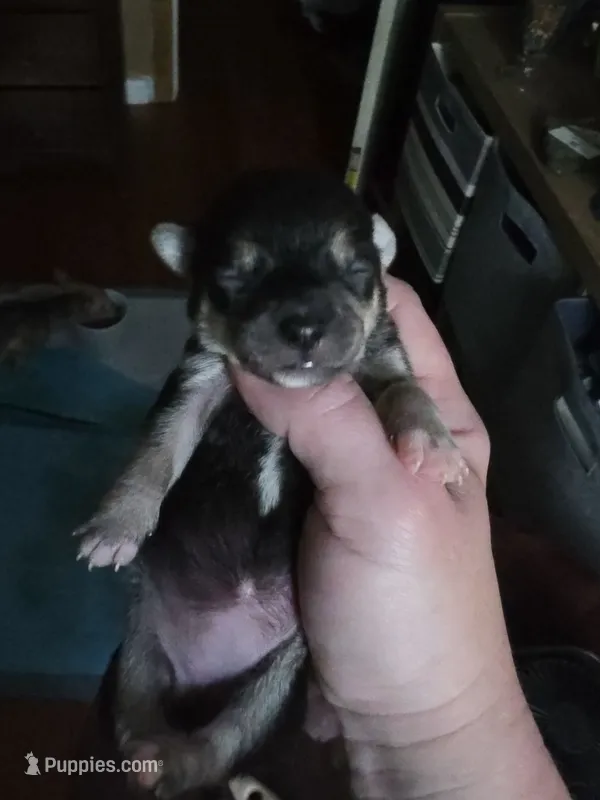 Onyx – Chihuahua puppy for sale in Dallastown, PA