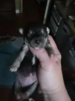 Onyx, a female Chihuahua for sale in Dallastown, PA – 1 of 4
