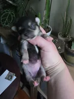Onyx, a female Chihuahua for sale in Dallastown, PA – 4 of 4