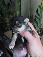 Onyx, a female Chihuahua for sale in Dallastown, PA – 3 of 4