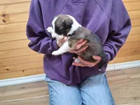 Romeo, a male Border Collie for sale in Lancing, TN – Photo 4 of 10