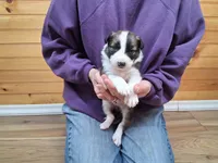 Romeo, a male Border Collie for sale in Lancing, TN – Photo 1 of 10