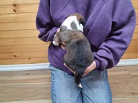 Romeo, a male Border Collie for sale in Lancing, TN – Photo 5 of 10