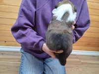 Romeo, a male Border Collie for sale in Lancing, TN – Photo 3 of 10