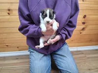 Romeo, a male Border Collie for sale in Lancing, TN – Photo 6 of 10