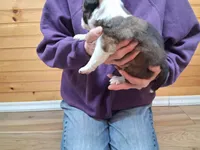 Romeo, a male Border Collie for sale in Lancing, TN – Photo 7 of 10