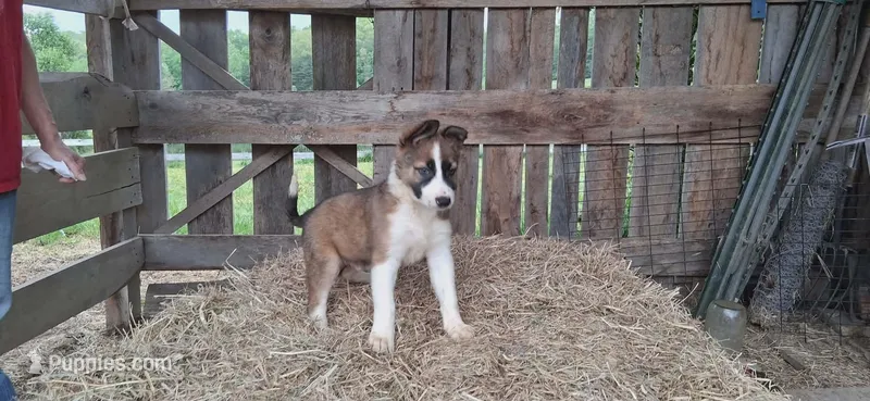 Romeo, a male Border Collie for sale in Lancing, TN – Photo 1 of 10