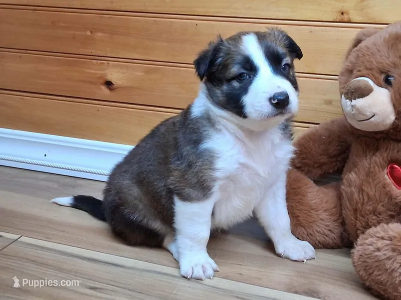 Romeo – Border Collie puppy for sale in Lancing, TN