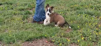 Romeo, a male Border Collie for sale in Lancing, TN – Photo 2 of 10