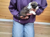 Romeo, a male Border Collie for sale in Lancing, TN – Photo 2 of 10