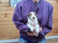 Zeus, a male Border Collie for sale in Lancing, TN – Photo 3 of 10