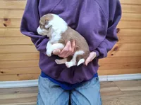 Zeus, a male Border Collie for sale in Lancing, TN – Photo 4 of 10