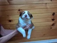 Zeus, a male Border Collie for sale in Lancing, TN – Photo 2 of 10