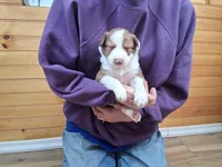 Zeus, a male Border Collie for sale in Lancing, TN – Photo 2 of 10