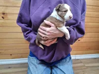 Zeus, a male Border Collie for sale in Lancing, TN – Photo 5 of 10