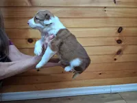 Zeus, a male Border Collie for sale in Lancing, TN – Photo 6 of 10