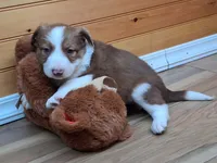 Zeus, a male Border Collie for sale in Lancing, TN – Photo 3 of 10