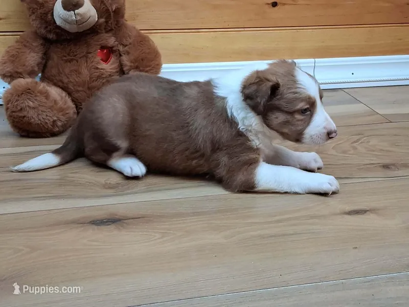 Zeus – Border Collie puppy for sale in Lancing, TN