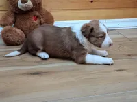 Zeus, a male Border Collie for sale in Lancing, TN – Photo 1 of 10