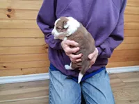 Zeus, a male Border Collie for sale in Lancing, TN – Photo 6 of 10