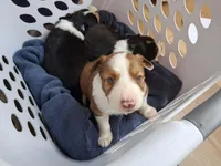 Zeus, a male Border Collie for sale in Lancing, TN – Photo 10 of 10