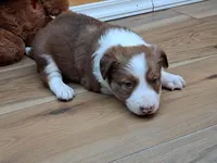 Zeus, a male Border Collie for sale in Lancing, TN – Photo 4 of 10