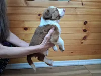 Zeus, a male Border Collie for sale in Lancing, TN – Photo 5 of 10