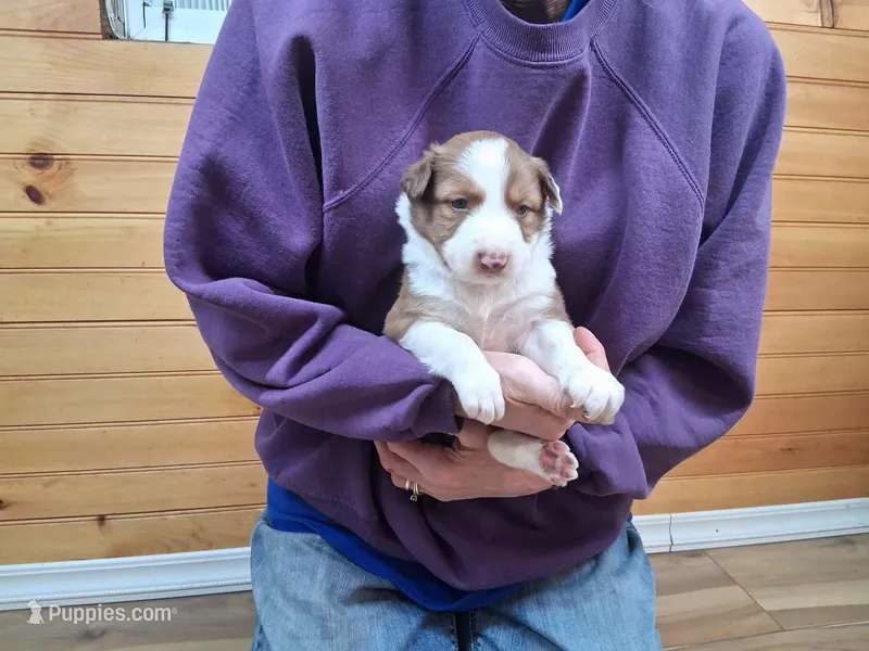 Zeus – Border Collie puppy for sale in Lancing, TN