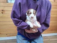 Zeus, a male Border Collie for sale in Lancing, TN – Photo 1 of 10