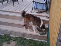 Zeus, a male Border Collie for sale in Lancing, TN – Photo 10 of 10