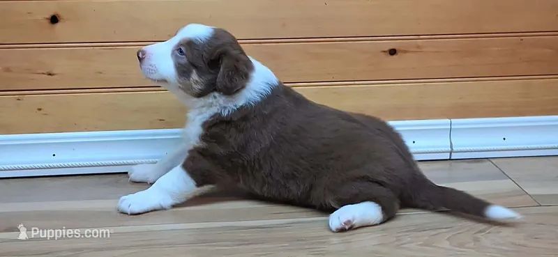 Willie – Border Collie puppy for sale in Lancing, TN