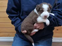 Willie, a male Border Collie for sale in Lancing, TN – Photo 3 of 10