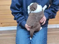 Willie, a male Border Collie for sale in Lancing, TN – Photo 6 of 10