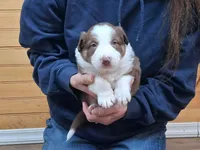 Willie, a male Border Collie for sale in Lancing, TN – Photo 2 of 10