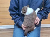 Willie, a male Border Collie for sale in Lancing, TN – Photo 4 of 10