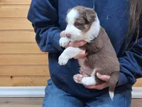 Willie, a male Border Collie for sale in Lancing, TN – Photo 5 of 10