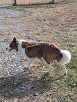 Rocky, a male Border Collie for sale in Lancing, TN – Photo 8 of 10