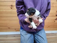 Rocky, a male Border Collie for sale in Lancing, TN – Photo 2 of 10