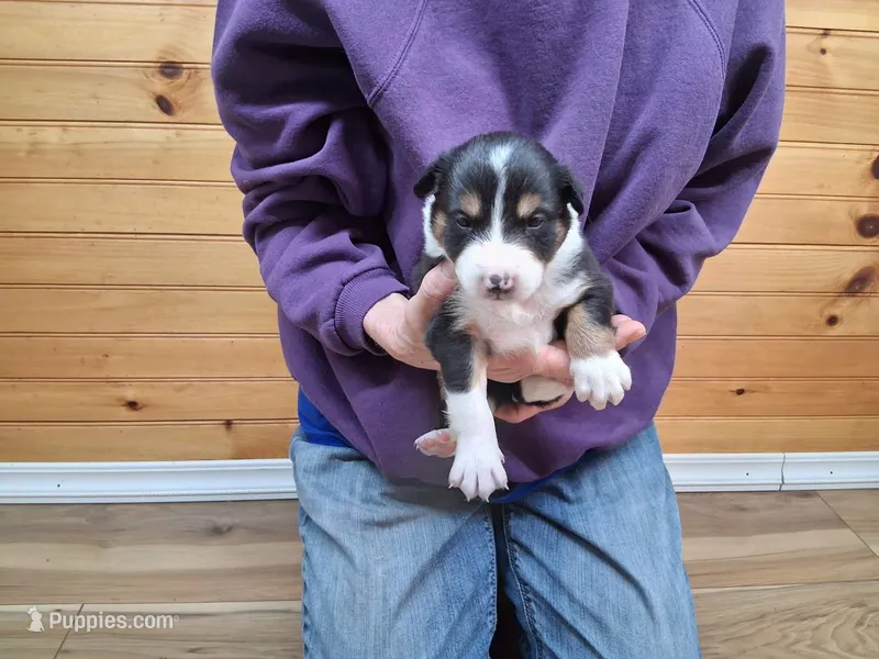 Rocky – Border Collie puppy for sale in Lancing, TN