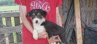 Rocky, a male Border Collie for sale in Lancing, TN – Photo 6 of 10