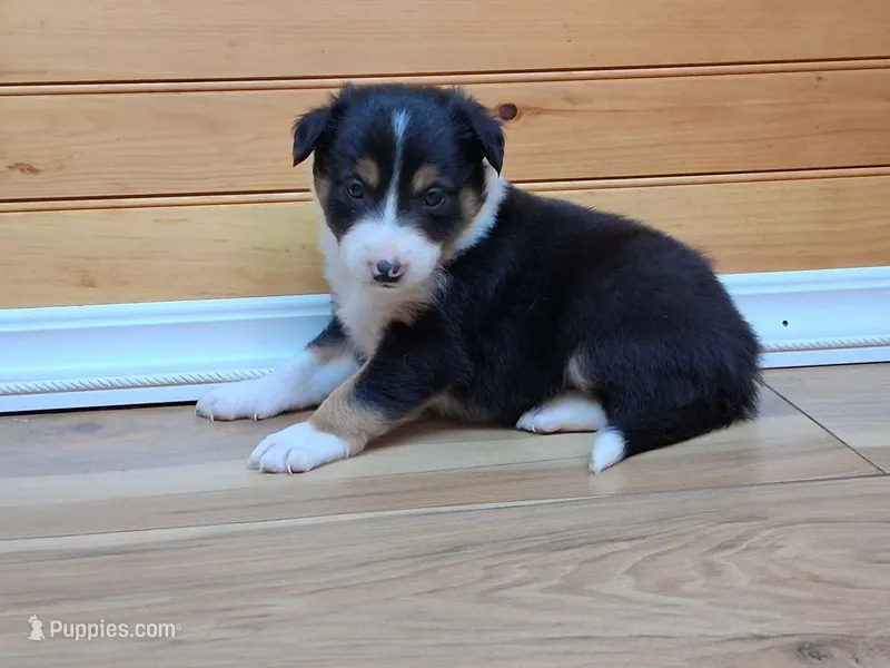 Rocky – Border Collie puppy for sale in Lancing, TN