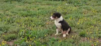 Rocky, a male Border Collie for sale in Lancing, TN – Photo 2 of 10