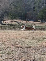 Rocky, a male Border Collie for sale in Lancing, TN – Photo 10 of 10